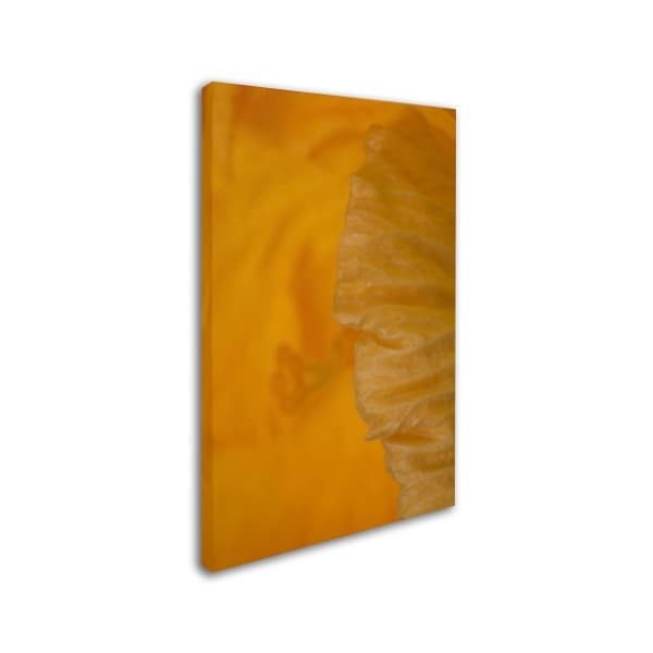 Kurt Shaffer 'Yellow Hibiscus Study II' Canvas Art,30x47